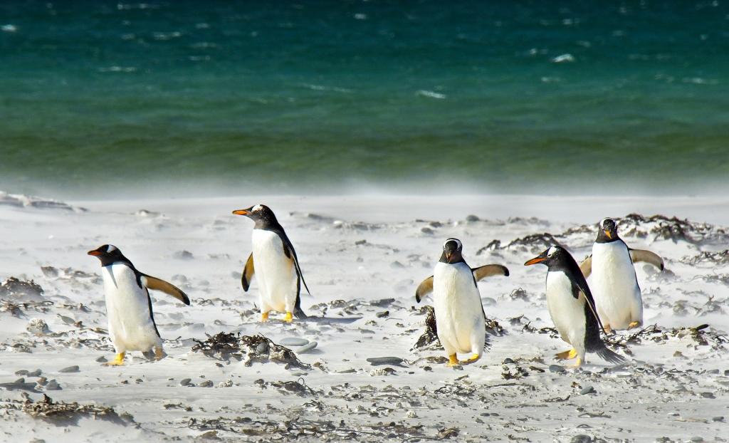 Campaña de apadrinamiento de pingüinos 2021-2022